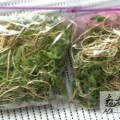 七彩神仙